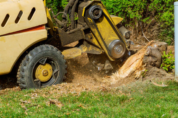 Best Tree Clearing Services  in Kennewick, WA